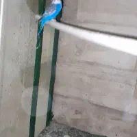 مرغ عشق رنگین کمانی|پرنده|ری, شهرری|دیوار