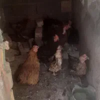 مرغ تخمگذار