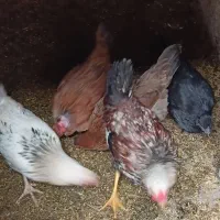 نیمچه|حیوانات مزرعه|شفت, |دیوار