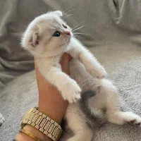 اسکاتیش دبل فولد سیلور