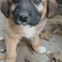 سگ گله ای نژاد سرابی|سگ|سرخرود, |دیوار