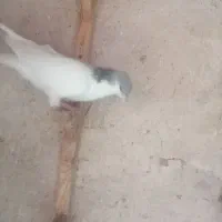 کفتر شهری|پرنده|شیراز, احمدآباد|دیوار