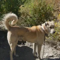 سگ سرابی اصیل اصیل زات دار