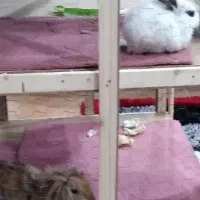 خرگوش|موش و خرگوش|آبادان, |دیوار