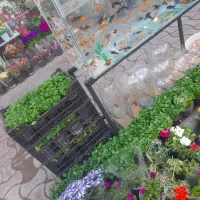 حراج سبزه و گل های نوروزی آپارتمانی و گلدان سرامیک