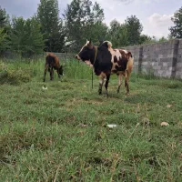 ورزا کوله چالوسی