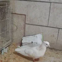 جوجو کاکلی چشم نوک سفید