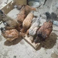 مرغ خانگی