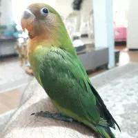 طوطی عروس هلندی جوجه و برزیلی|پرنده|پردیس, فاز ۴|دیوار