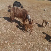 فروش ۲راس بز ۲راس کهره