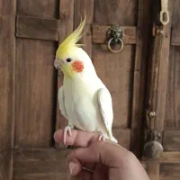 عروس هلندی نر آموزش دیده سخنگو رام