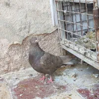 تعدادی سینه و کله|پرنده|شیراز, شریف‌آباد|دیوار