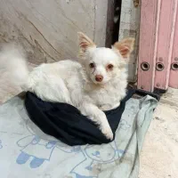 سگ پامر ماده