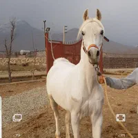 اسب نژاد دار
