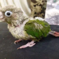 بچه کرینچیگ و برزیلی