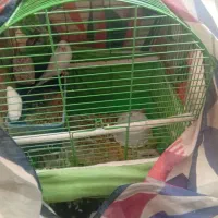 مرغ عشق پرنده