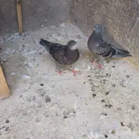 کفترخوب|پرنده|قم, آزادگان|دیوار