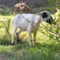 گوسفند|حیوانات مزرعه|بم, |دیوار