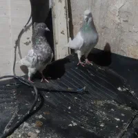 کله الماسی وسرخ