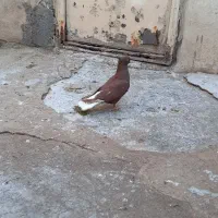 کبوتر سرخ دم سفید