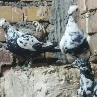 کفتر|پرنده|زاوه, |دیوار