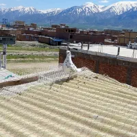 کبوتر