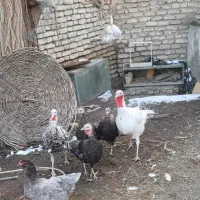 تعدادی بوقلمون خانگی نر وماده قابل کرک شدن تضمینی