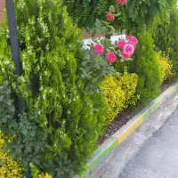 باغبانی گلکاری هرس کاری باغچه خاک گلدان تضمینی