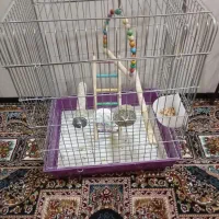 قفس عروس هلندی درحدنو، یک‌ماهه که خریداری شده