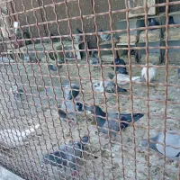 کفتر بوم پرشی رنگه و دورگ|پرنده|مشهد, نوید|دیوار