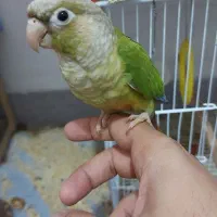 جفت گرینچیک و کوتوله مولد|پرنده|چابهار, |دیوار