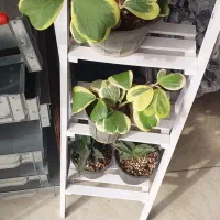 گل خاص و زیبا|گل و گیاه طبیعی|شیراز, رازی|دیوار