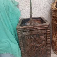 کامکوات|گل و گیاه طبیعی|هشتگرد, فاز ۱ مهستان|دیوار