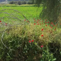 اجاره-زمین-کشاورزی