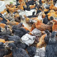 جوجه محلی ۴۱ روزه