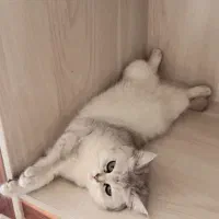 واگذاری گربه برتیش اصیل با شناسنامه