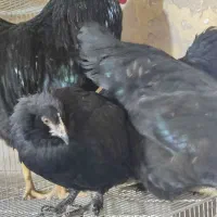 مرغ و خروس سیاه