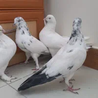 کبوتر