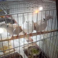 فروش کبوتر خانگی|پرنده|شهرکرد, |دیوار