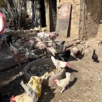 مرغ ،خروس،بوقلمون