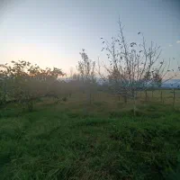 1000متر زمین مسکونی/ساحل کلفارود|فروش زمین و ملک کلنگی|تالش, طولارود|دیوار