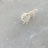 سگ پامر روباهی سایز کوچیک|سگ|قم, دورشهر|دیوار