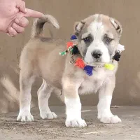 سگ های نگهبان|سگ|کرج, فاز ۳ مهرشهر|دیوار