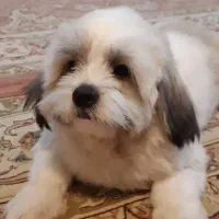 سگ رایگان یانهایت ۱تومنلطف کنید آگهی بدوخوب بخونید