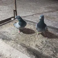 یک جفت سبز پلاکی