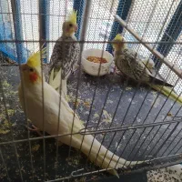 عروس هلندی 3 ماه