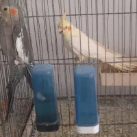 عروس هلندی لوتینو|پرنده|لاهیجان, کوی خزر|دیوار