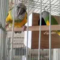 فروش چندجفت پرنده