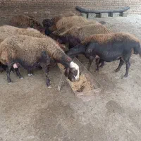 گوسفند داشتی