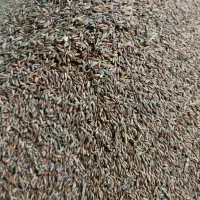 برنج عبنربو علأ درجه یک عقیلی|خوردنی و آشامیدنی|گتوند, |دیوار